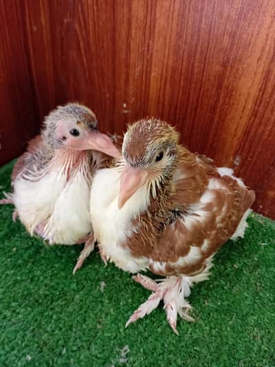 Pigeon sherazi chicks