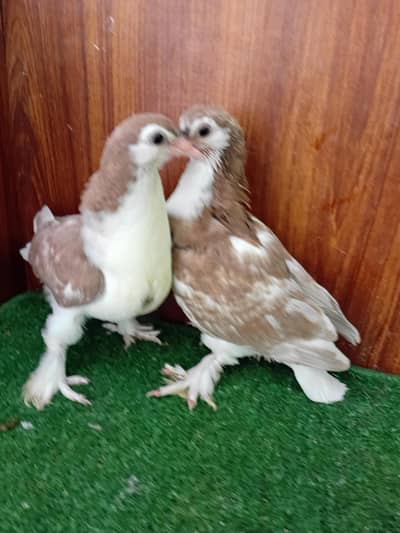 Pigeon sherazi chicks