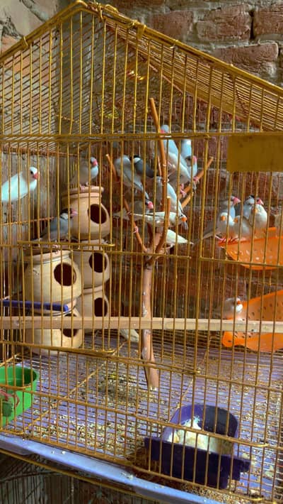 jawa or finches
