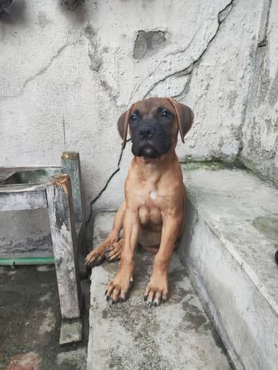 bullmastiff Pitbull puppy for sale