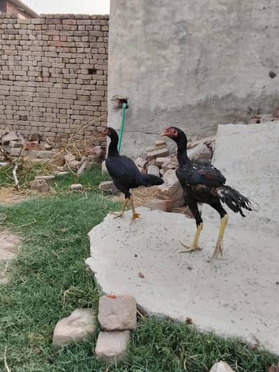 ASEEL MURGHI MURGHA PAIR