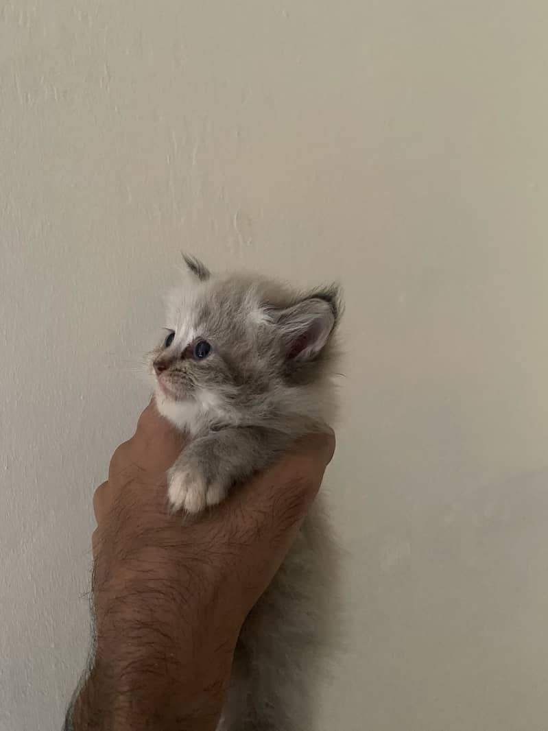 Persian kittens 0
