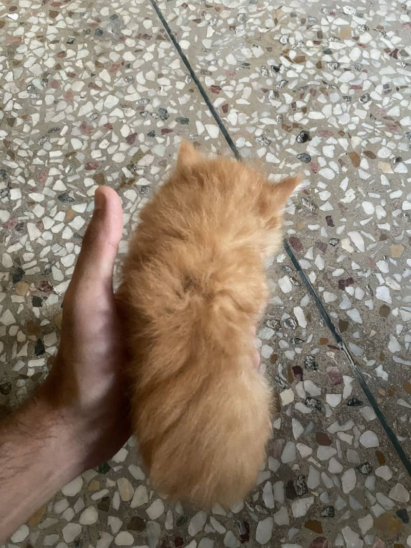 Persian kittens 1