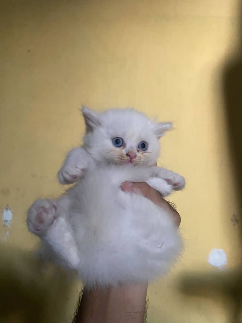 Persian kittens 2