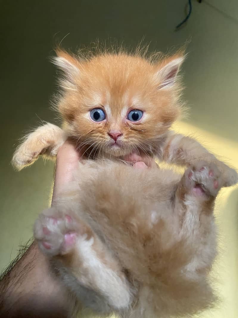 Persian kittens 3