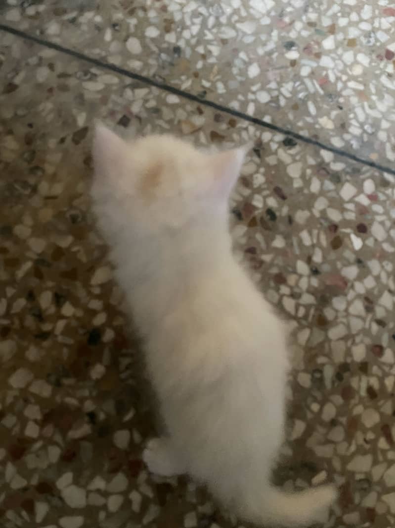 Persian kittens 4