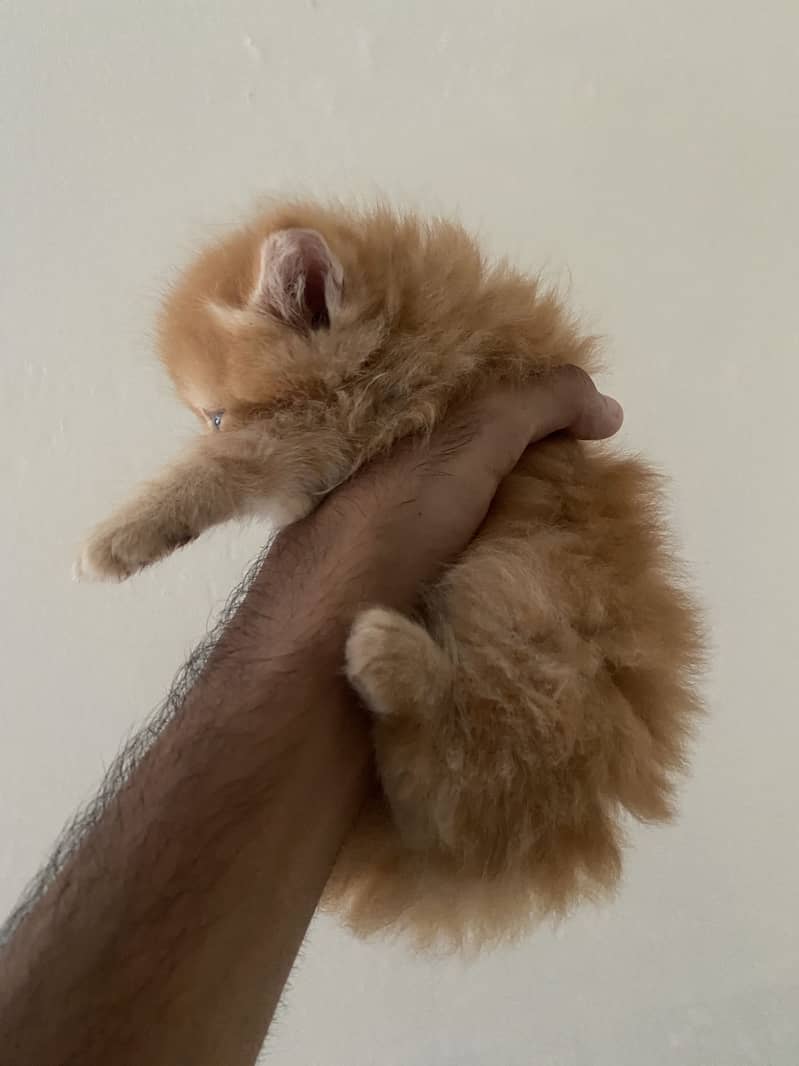 Persian kittens 5