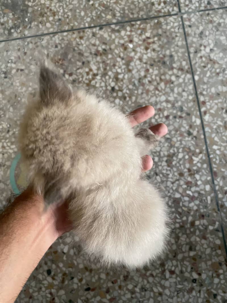 Persian kittens 6