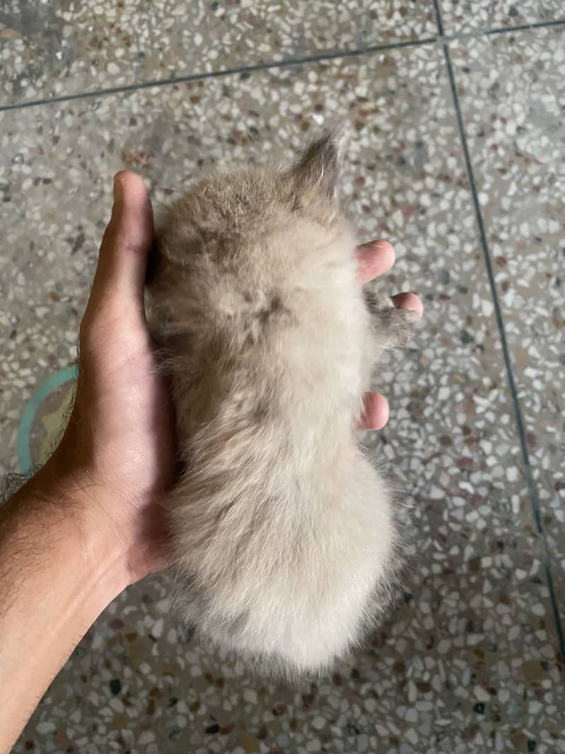 Persian kittens 7