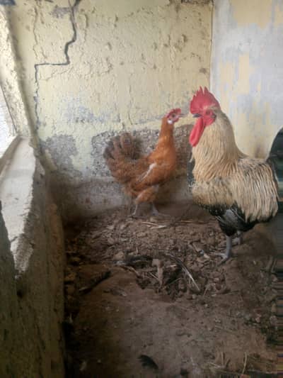 Egg lying Aseel trio and Desi pair for sale