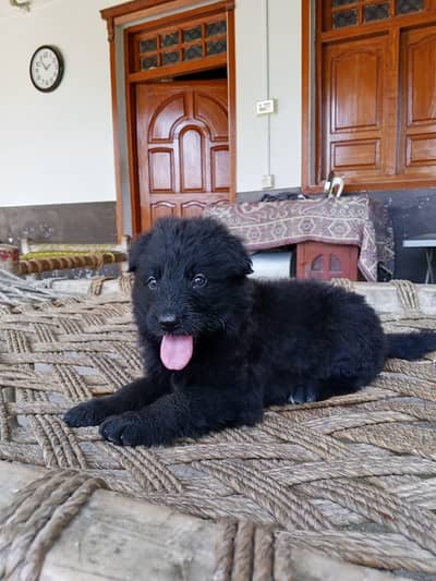 German shepherd puppy for sale