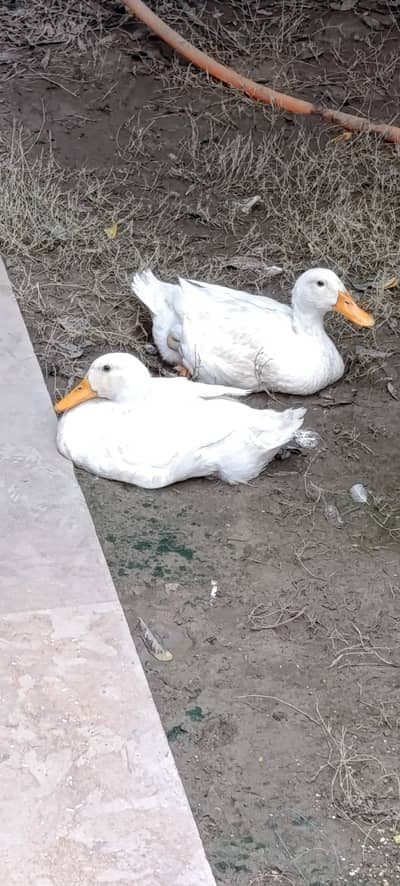 home grown healthy and active ducks
