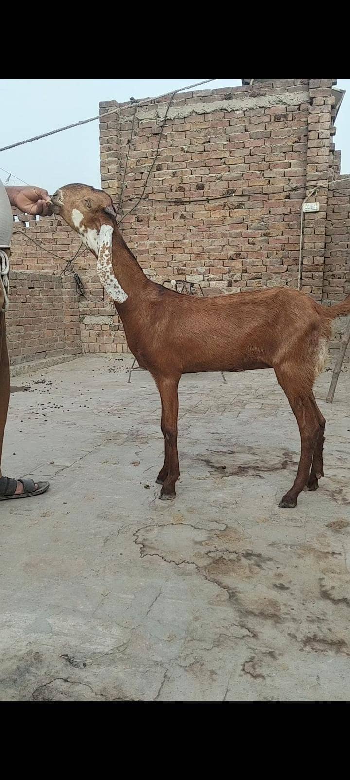 nagari Patha 2