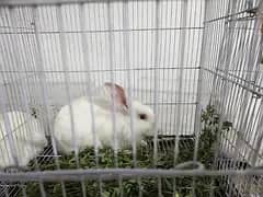 Pure Newzealand white 0300/6940383