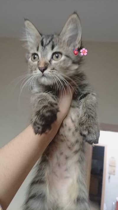cute kitten