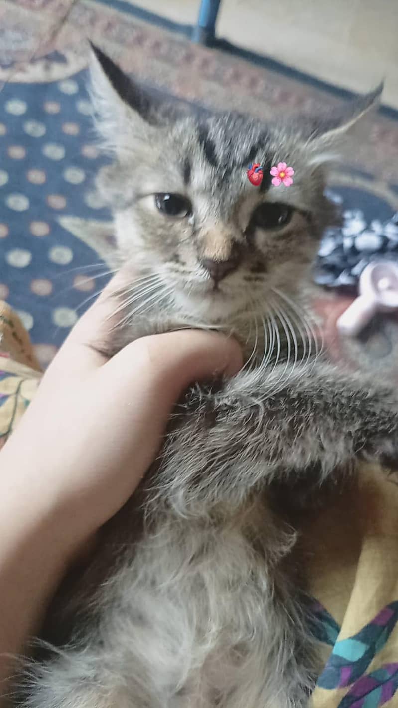 cute kitten 1