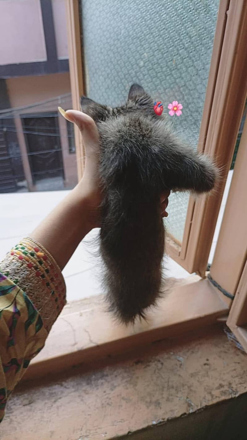 cute kitten 2