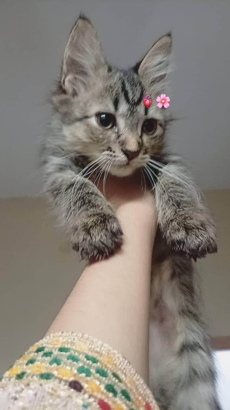 cute kitten 3