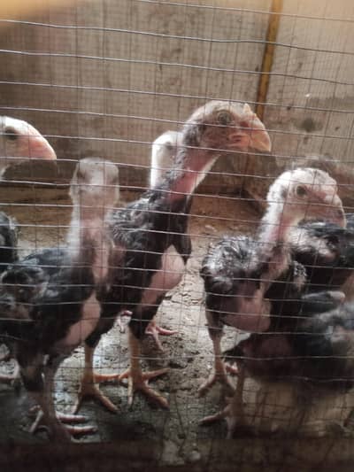 Aseel chicks