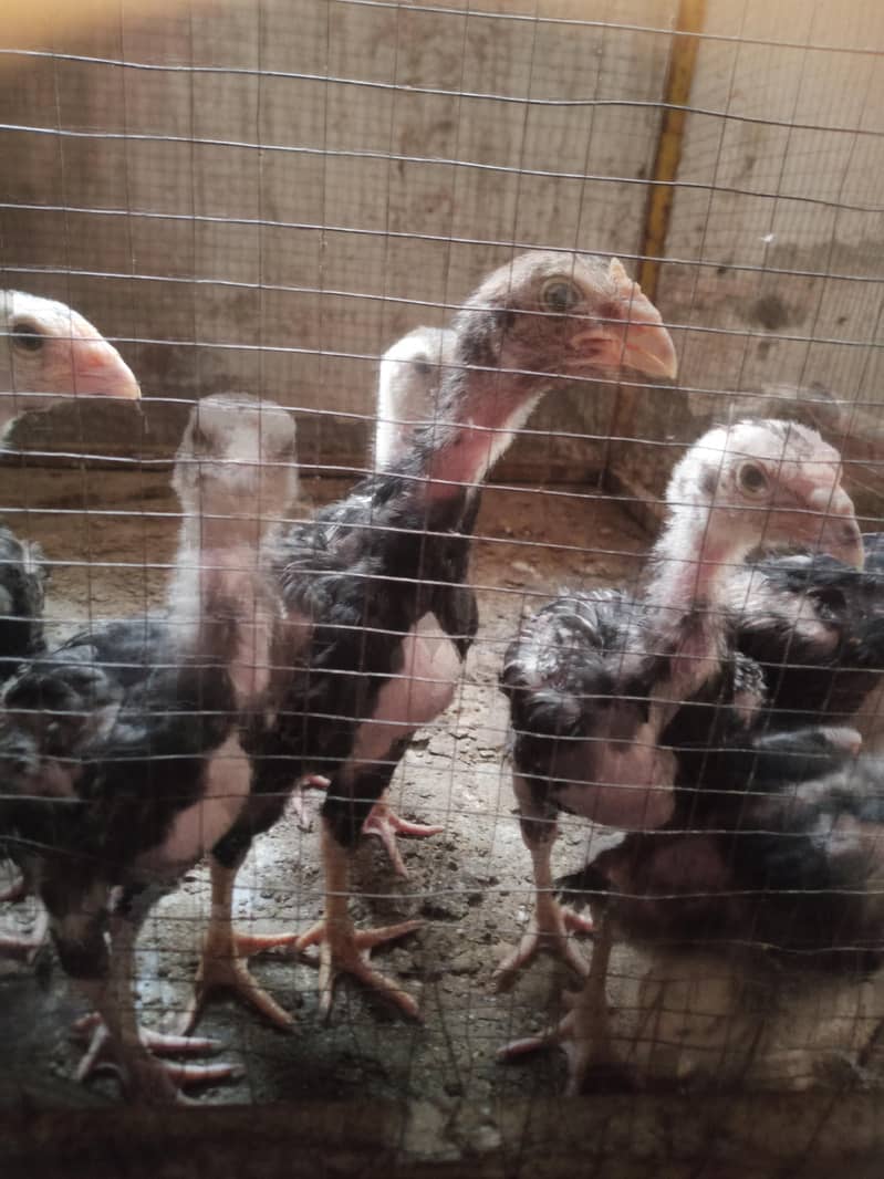Aseel chicks 0