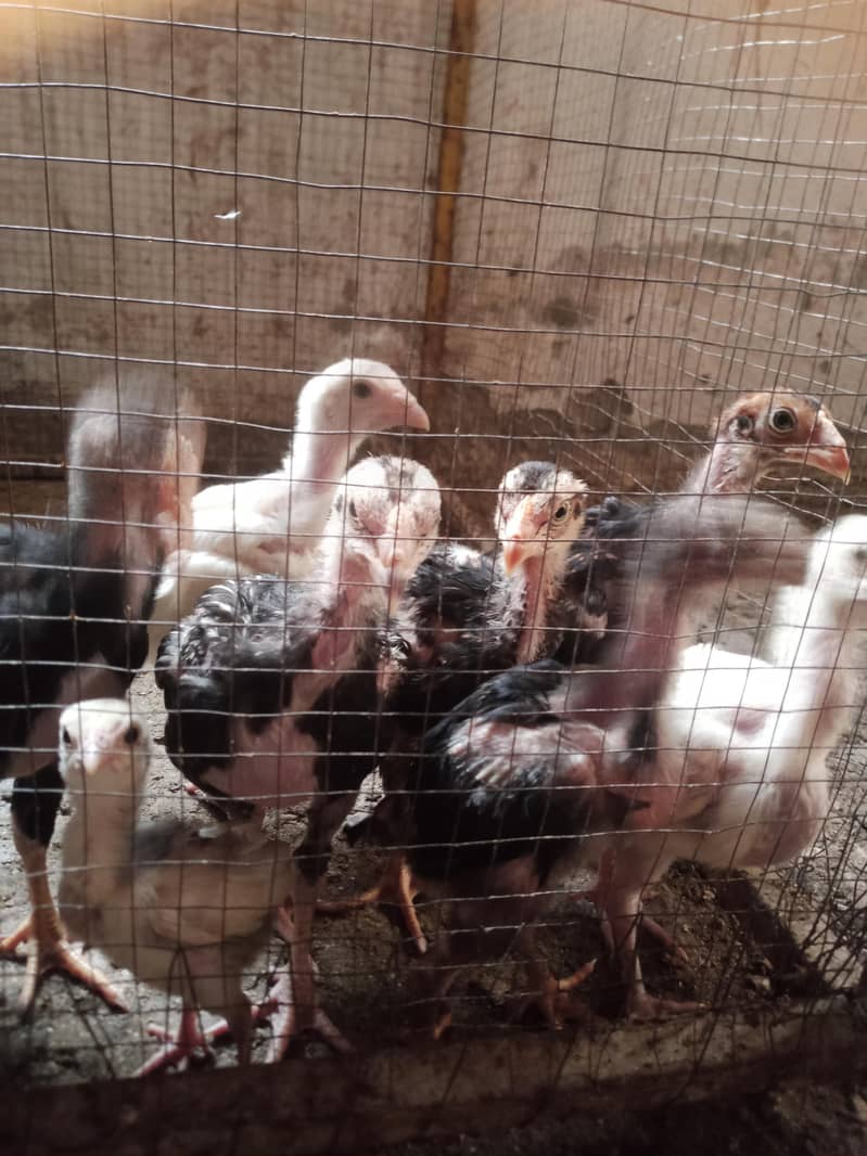 Aseel chicks 3