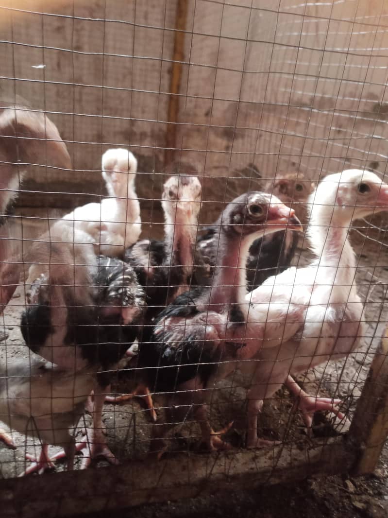 Aseel chicks 1
