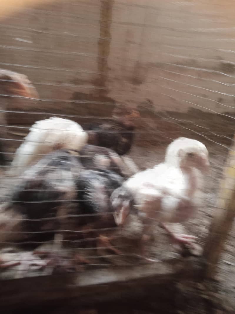 Aseel chicks 10