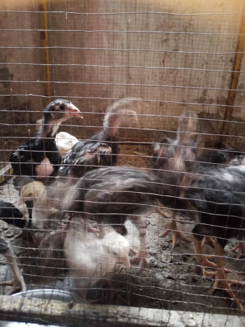 Aseel chicks 2