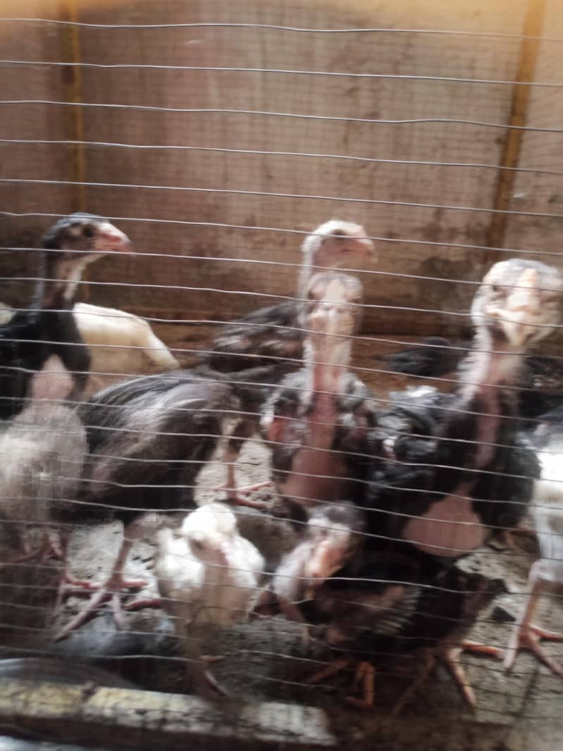 Aseel chicks 5