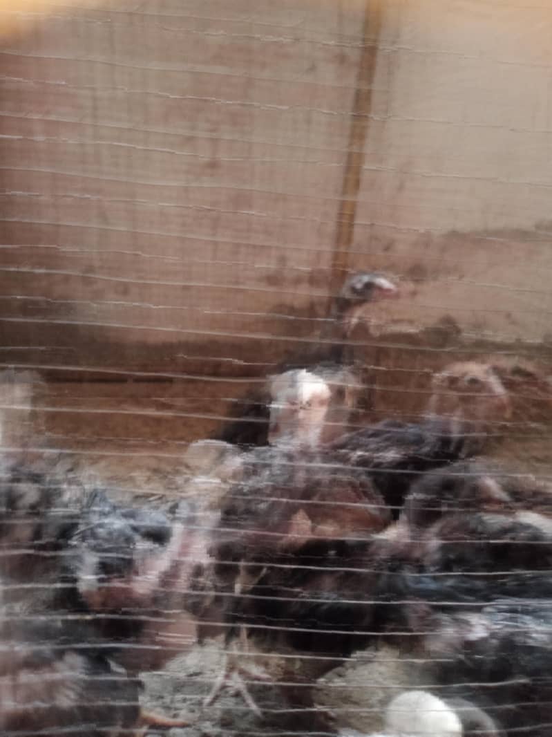 Aseel chicks 13