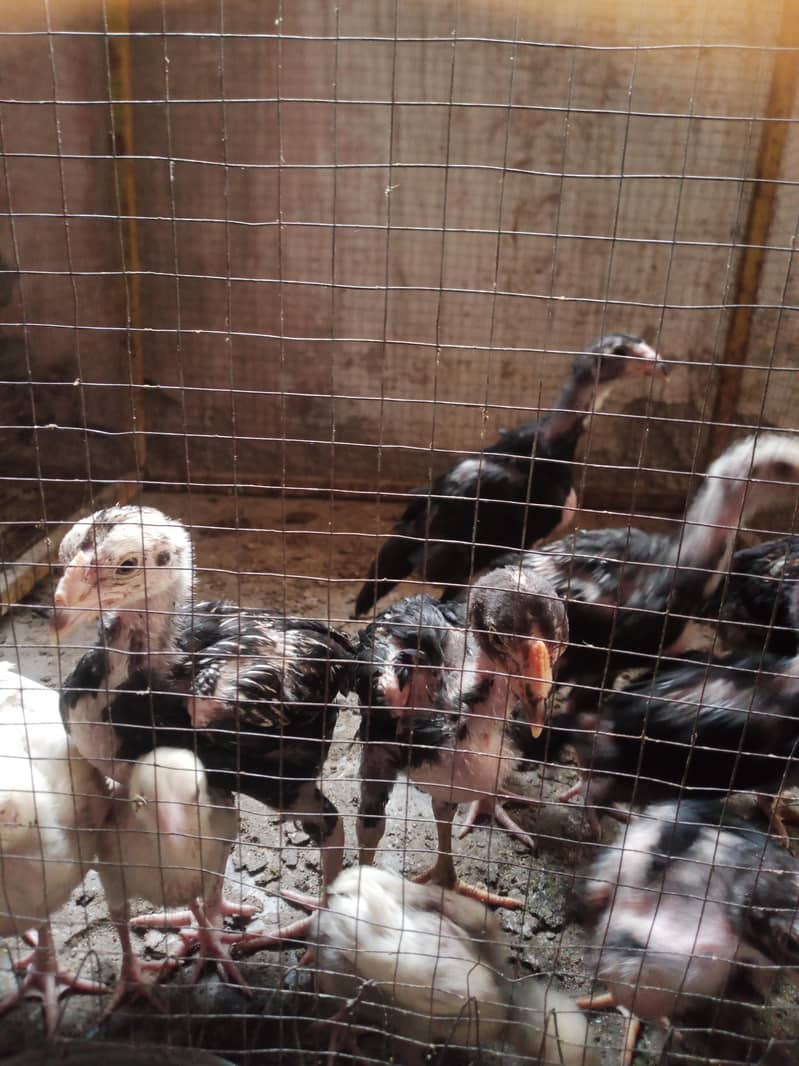 Aseel chicks 14
