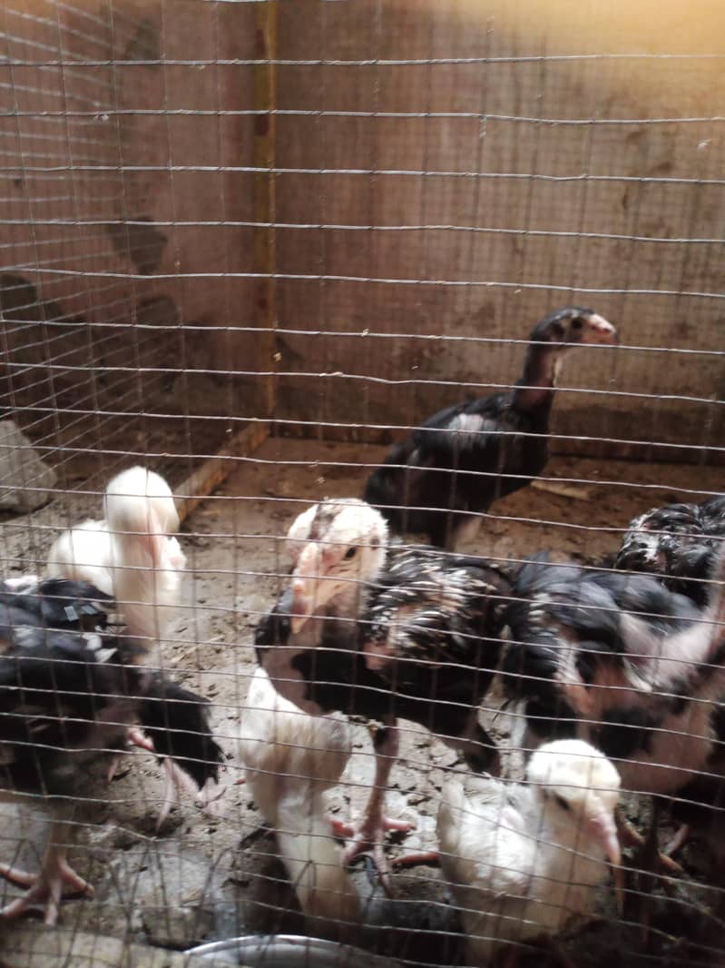 Aseel chicks 15