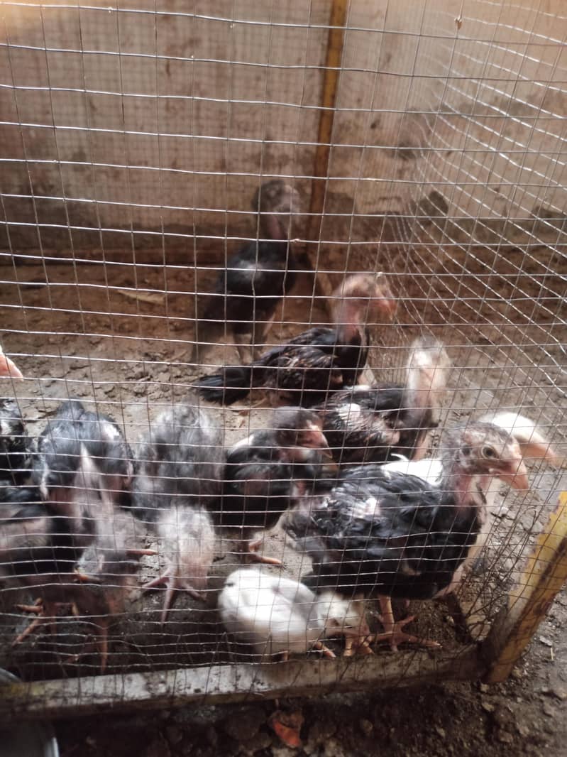 Aseel chicks 7