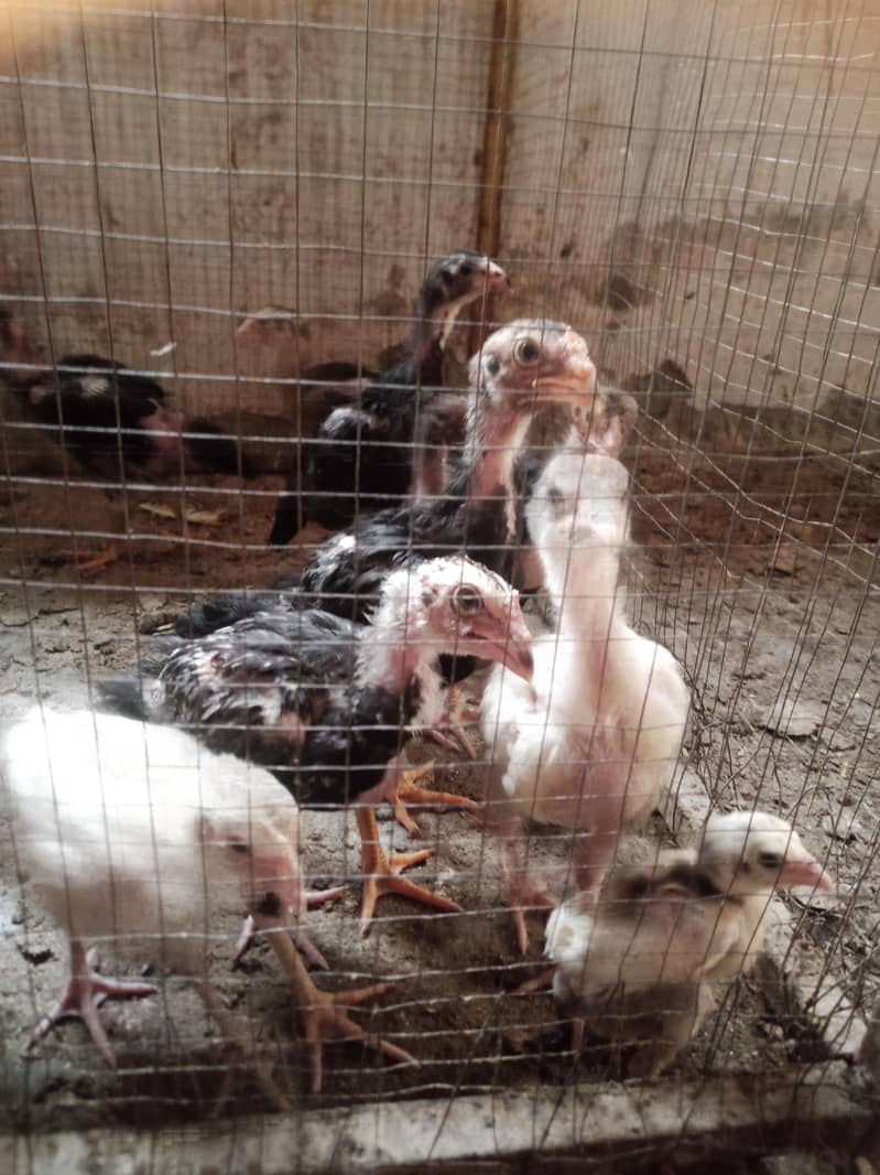 Aseel chicks 16
