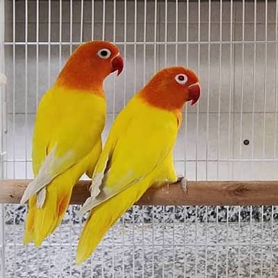DIFFERENT LOVE BIRDS FOR SALE