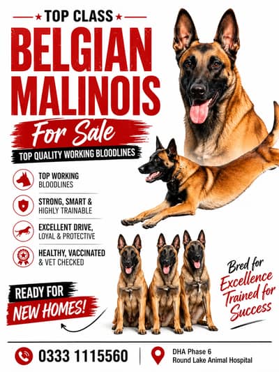 Adult Belgian Malinois for Sale – Healthy, Active & Trained