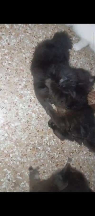 2 pair 2 male 2 Female