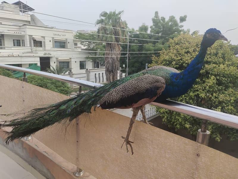 Stuffed Peacock 0