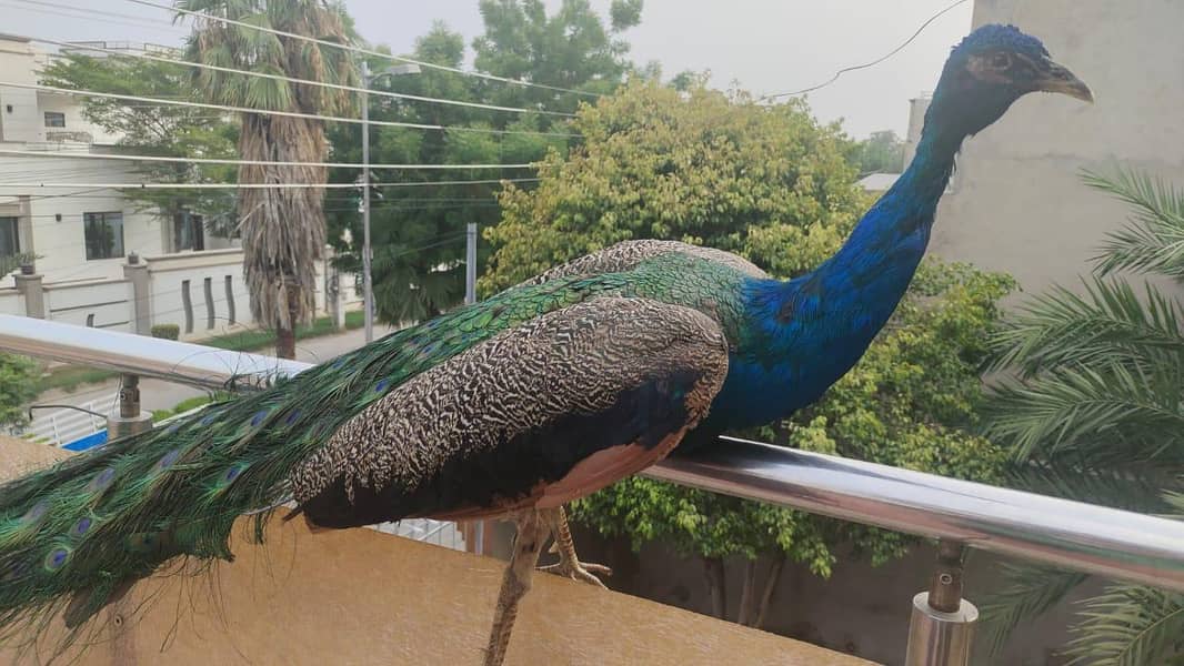 Stuffed Peacock 1