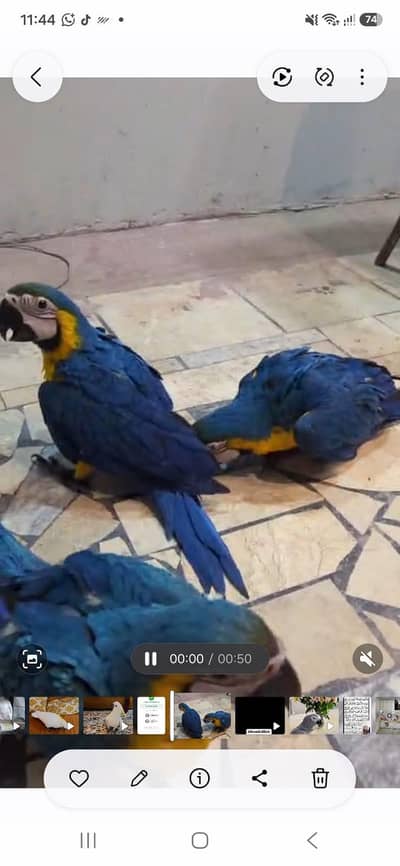 Bleu and gold macaw baby available African grey salf