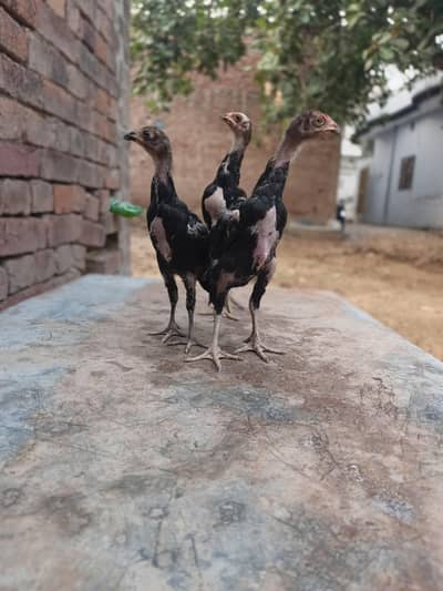 aseel birds