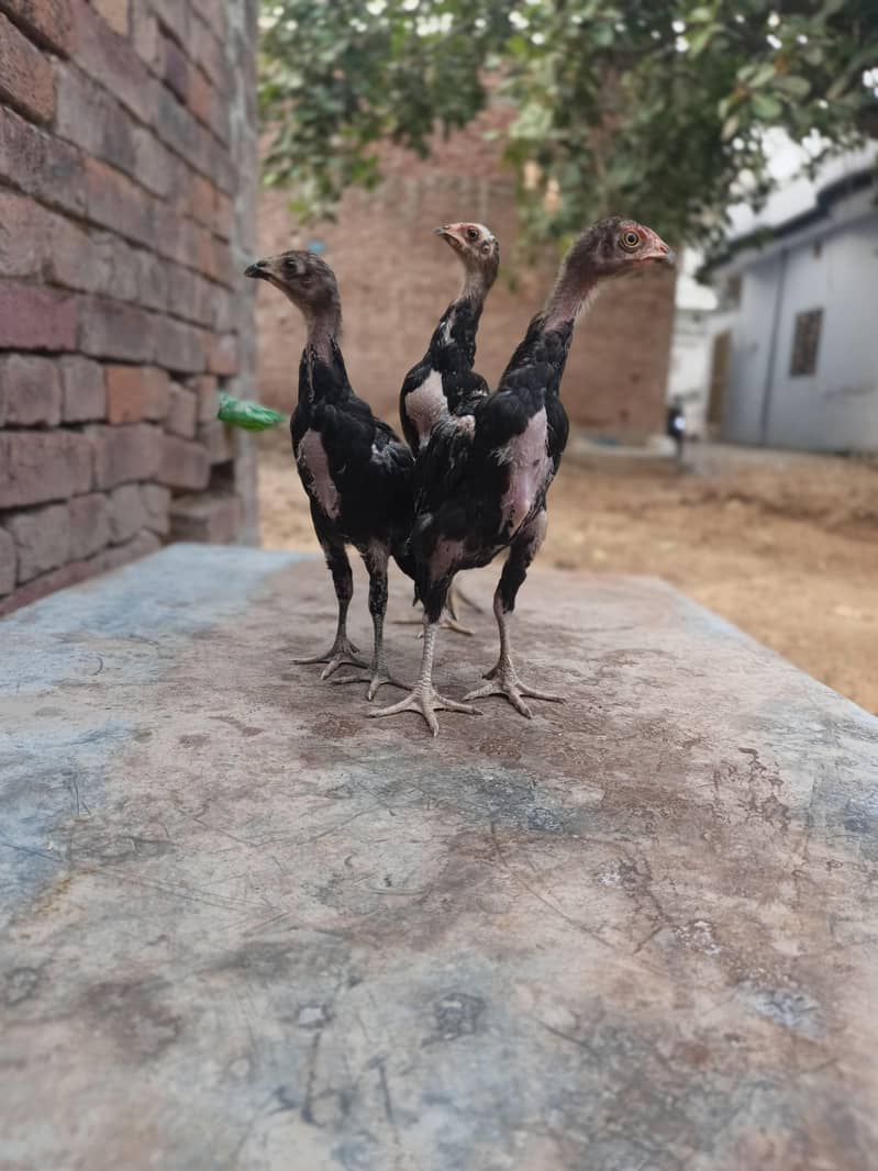 aseel birds 0