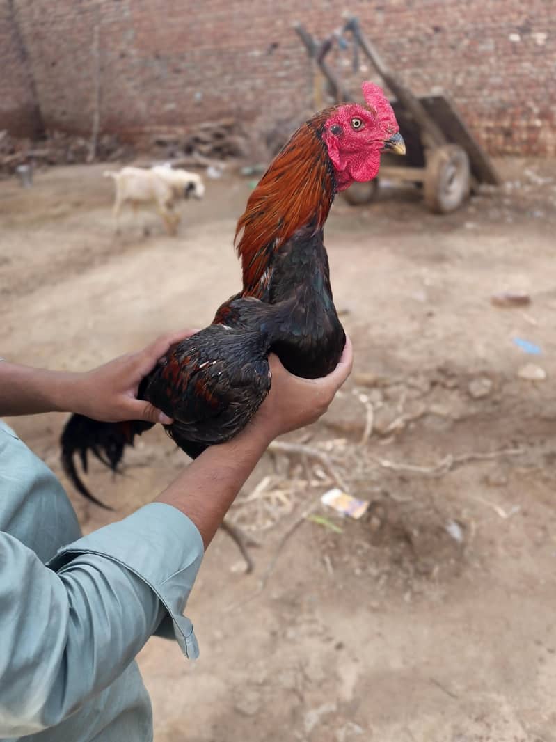 aseel birds 1