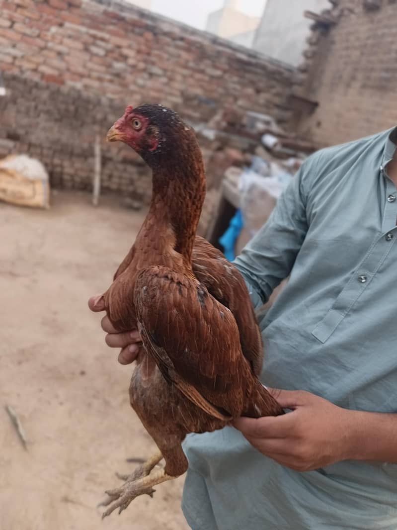 aseel birds 2