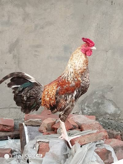 Murga