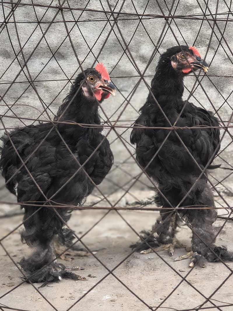 Black heavy buff Pair 0