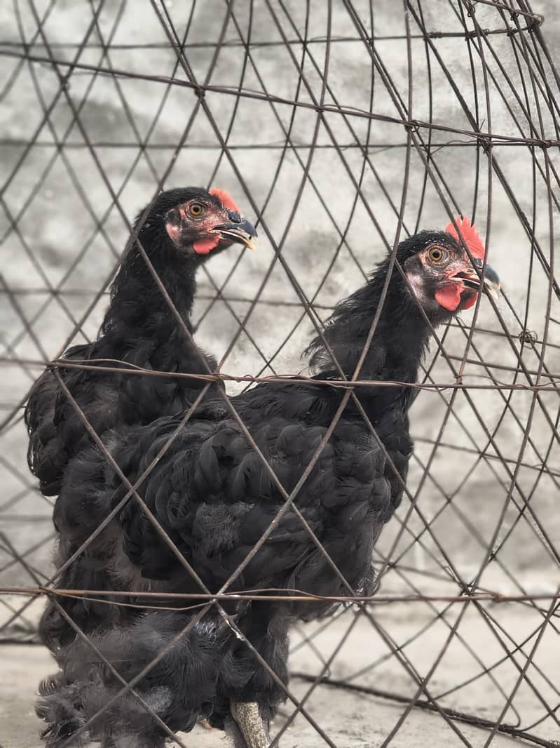 Black heavy buff Pair 3