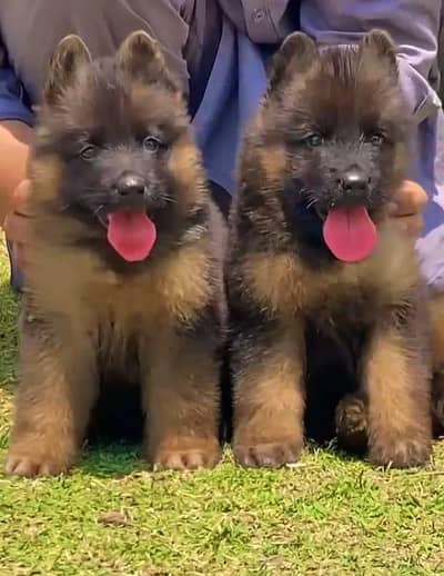 German Shepherd long coated pair 2 month for sale