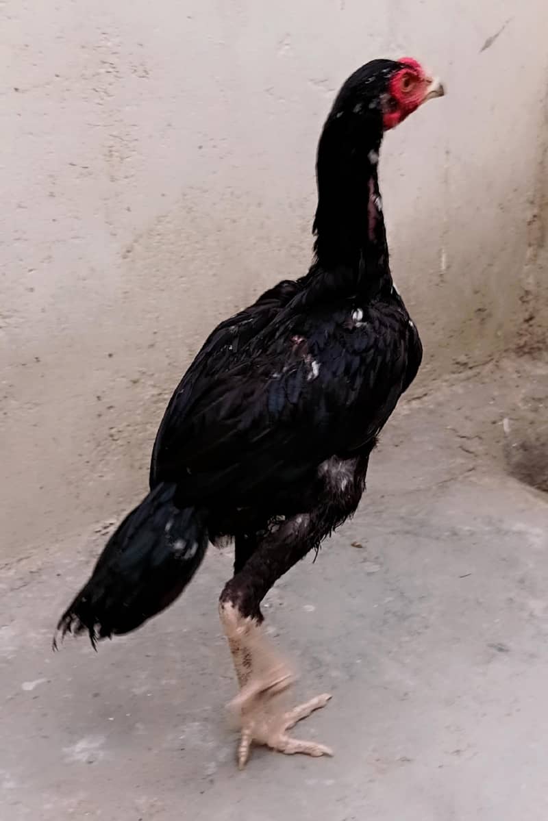 mushka lasani 4