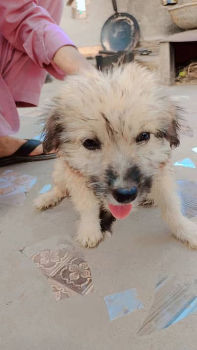 Scruffy liltle baby